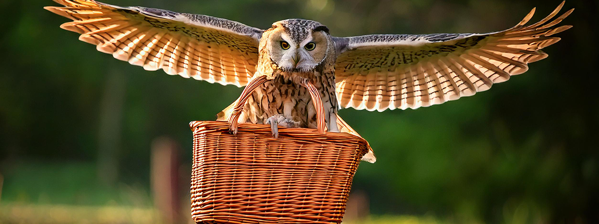 Owl Flying with Basket